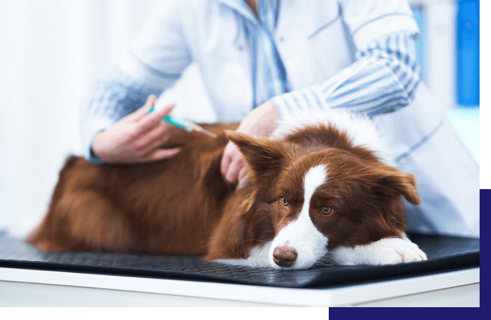Veterinary Medicine